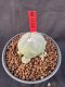 Lophophora Williamsii 5-6 cm 10 years old seed ownroot flower seedling ロフォフォラ　烏羽玉　仔吹き サボテン