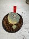 Lophophora Williamsii 5-6 cm 10 years old seed ownroot flower seedling ロフォフォラ　烏羽玉　仔吹き サボテン