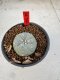 Lophophora Williamsii 5-6 cm 10 years old seed ownroot flower seedling ロフォフォラ　烏羽玉　仔吹き サボテン