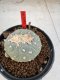 Lophophora Fricii 6-7 cm 10 years old seed ownroot flower seedling ロフォフォラ　烏羽玉　仔吹き サボテン