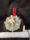 Lophophora Williamsii 6-7 cm 10 years old seed ownroot flower seedling ロフォフォラ　烏羽玉　仔吹き サボテン