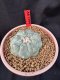 Lophophora Williamsii 6-7 cm 10 years old seed ownroot flower seedling ロフォフォラ　烏羽玉　仔吹き サボテン