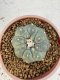 Lophophora Williamsii 6-7 cm 10 years old seed ownroot flower seedling ロフォフォラ　烏羽玉　仔吹き サボテン