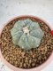 Lophophora Williamsii 6-7 cm 10 years old seed ownroot flower seedling ロフォフォラ　烏羽玉　仔吹き サボテン