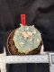 Lophophora Williamsii 6-7 cm 10 years old seed ownroot flower seedling ロフォフォラ　烏羽玉　仔吹き サボテン