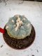 Lophophora Williamsii 6-7 cm 10 years old seed ownroot flower seedling ロフォフォラ　烏羽玉　仔吹き サボテン