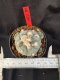 Lophophora Williamsii 6-7 cm 10 years old seed ownroot flower seedling ロフォフォラ　烏羽玉　仔吹き サボテン