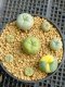 Lophophora Williamsii Variegata 3-4 cm 12 years old seed ownroot flower seedling ロフォフォラ　烏羽玉　仔吹き サボテン(copy)