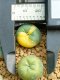 Lophophora Williamsii Variegata 3-4 cm 12 years old seed ownroot flower seedling ロフォフォラ　烏羽玉　仔吹き サボテン(copy)