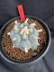 Lophophora Williamsii 6-7 cm 10 years old seed ownroot flower seedling ロフォフォラ　烏羽玉　仔吹き サボテン