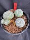 Lophophora Fricii 6-7 cm 10 years old seed ownroot flower seedling ロフォフォラ　烏羽玉　仔吹き サボテン