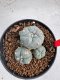 Lophophora Williamsii 6-7 cm 10 years old seed ownroot flower seedling ロフォフォラ　烏羽玉　仔吹き サボテン