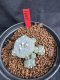 Lophophora Williamsii 6-7 cm 10 years old seed ownroot flower seedling ロフォフォラ　烏羽玉　仔吹き サボテン