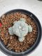 Lophophora Williamsii 6-7 cm 10 years old seed ownroot flower seedling ロフォフォラ　烏羽玉　仔吹き サボテン