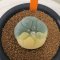 Lophophora Fricii Variegata 5-6 cm 12 years old seed ownroot flower seedling ロフォフォラ 烏羽玉　仔吹き サボテン