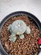 Lophophora Williamsii 6-7 cm 10 years old seed ownroot flower seedling ロフォフォラ　烏羽玉　仔吹き サボテン