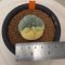 Lophophora Fricii Variegata 5-6 cm 12 years old seed ownroot flower seedling ロフォフォラ 烏羽玉　仔吹き サボテン