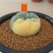 Lophophora Fricii Variegata 5-6 cm 12 years old seed ownroot flower seedling ロフォフォラ 烏羽玉　仔吹き サボテン