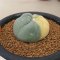 Lophophora Fricii Variegata 5-6 cm 12 years old seed ownroot flower seedling ロフォフォラ 烏羽玉　仔吹き サボテン