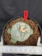 Lophophora Williamsii 6-7 cm 10 years old seed ownroot flower seedling ロフォフォラ　烏羽玉　仔吹き サボテン