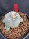 Lophophora Williamsii 6-7 cm 10 years old seed ownroot flower seedling ロフォフォラ　烏羽玉　仔吹き サボテン