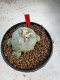 Lophophora Williamsii 6-7 cm 10 years old seed ownroot flower seedling ロフォフォラ　烏羽玉　仔吹き サボテン