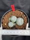 Lophophora Williamsii 6-7 cm 10 years old seed ownroot flower seedling ロフォフォラ　烏羽玉　仔吹き サボテン