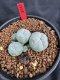 Lophophora Williamsii 6-7 cm 10 years old seed ownroot flower seedling ロフォフォラ　烏羽玉　仔吹き サボテン