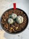 Lophophora Williamsii 6-7 cm 10 years old seed ownroot flower seedling ロフォフォラ　烏羽玉　仔吹き サボテン