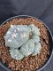 Lophophora Williamsii 6-7 cm 10 years old seed ownroot flower seedling ロフォフォラ　烏羽玉　仔吹き サボテン