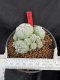 Lophophora Williamsii 6-7 cm 10 years old seed ownroot flower seedling ロフォフォラ　烏羽玉　仔吹き サボテン