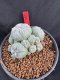 Lophophora Williamsii 6-7 cm 10 years old seed ownroot flower seedling ロフォフォラ　烏羽玉　仔吹き サボテン