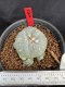 Lophophora Williamsii 6-7 cm 10 years old seed ownroot flower seedling ロフォフォラ　烏羽玉　仔吹き サボテン