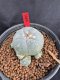 Lophophora Williamsii 6-7 cm 10 years old seed ownroot flower seedling ロフォフォラ　烏羽玉　仔吹き サボテン