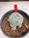 Lophophora Williamsii 6-7 cm 10 years old seed ownroot flower seedling ロフォフォラ　烏羽玉　仔吹き サボテン