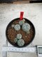 Lophophora Williamsii 6-7 cm 10 years old seed ownroot flower seedling ロフォフォラ　烏羽玉　仔吹き サボテン