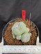 Lophophora Williamsii 6-7 cm 10 years old seed ownroot flower seedling ロフォフォラ　烏羽玉　仔吹き サボテン