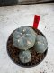 Lophophora Williamsii 6-7 cm 10 years old seed ownroot flower seedling ロフォフォラ　烏羽玉　仔吹き サボテン