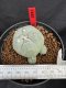 Lophophora Williamsii 6-7 cm 10 years old seed ownroot flower seedling ロフォフォラ　烏羽玉　仔吹き サボテン