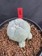 Lophophora Williamsii 6-7 cm 10 years old seed ownroot flower seedling ロフォフォラ　烏羽玉　仔吹き サボテン