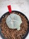 Lophophora Williamsii 6-7 cm 10 years old seed ownroot flower seedling ロフォフォラ　烏羽玉　仔吹き サボテン