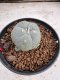 Lophophora Williamsii 6-7 cm 10 years old seed ownroot flower seedling ロフォフォラ　烏羽玉　仔吹き サボテン