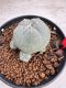 Lophophora Williamsii 6-7 cm 10 years old seed ownroot flower seedling ロフォフォラ　烏羽玉　仔吹き サボテン