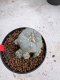 Lophophora Williamsii 6-7 cm 10 years old seed ownroot flower seedling ロフォフォラ　烏羽玉　仔吹き サボテン