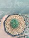 Lophophora Williamsii Cristata 3-4 cm 6 years old seed ownroot flower seedling ロフォフォラ　烏羽玉　仔吹き サボテン
