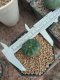 Lophophora Williamsii Cristata 3-4 cm 6 years old seed ownroot flower seedling ロフォフォラ　烏羽玉　仔吹き サボテン