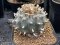 Lophophora Williamsii  7 cm 23 years old seed ownroot flower seedling ロフォフォラ　烏羽玉　仔吹き サボテン