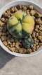 Lophophora Williamsii Variegata 3-4 cm 6 years old seed ownroot flower seedling ロフォフォラ　烏羽玉　仔吹き サボテン