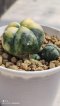 Lophophora Williamsii Variegata 3-4 cm 6 years old seed ownroot flower seedling ロフォフォラ　烏羽玉　仔吹き サボテン