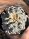 Lophophora Williamsii var Huizachi mother size 7 cm 23 years old seed ownroot flower seedling ロフォフォラ　烏羽玉　仔吹き サボテン